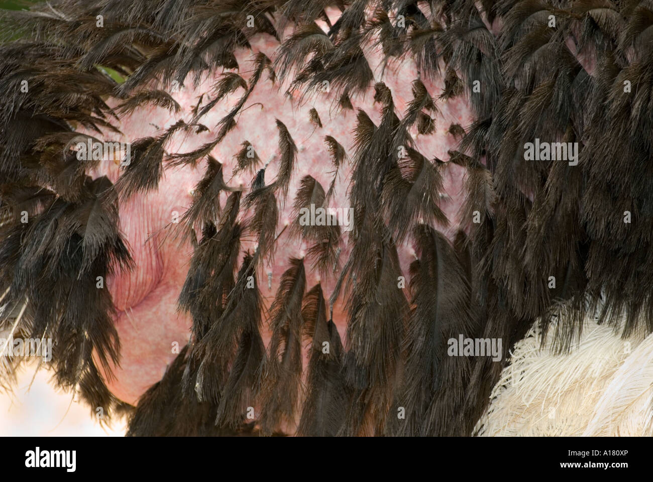 pink red pale skin of an ostrich Emu male thin out thinning feathers thin  light naked nude single feathers quill Stock Photo - Alamy