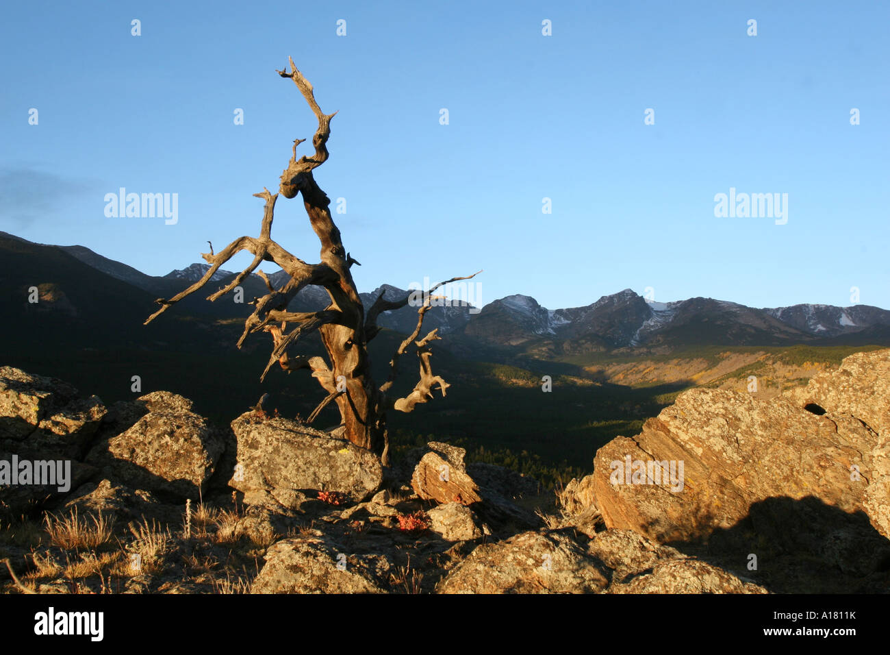 A dead tree on small mountain in Rocky Mountain National Park, Colorado Stock Photo