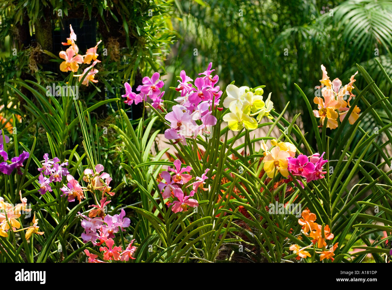 mixed ORCHIDS plants  Cattleya Orchid Orchidgarden orchid garden red pink yellow green blue Stock Photo
