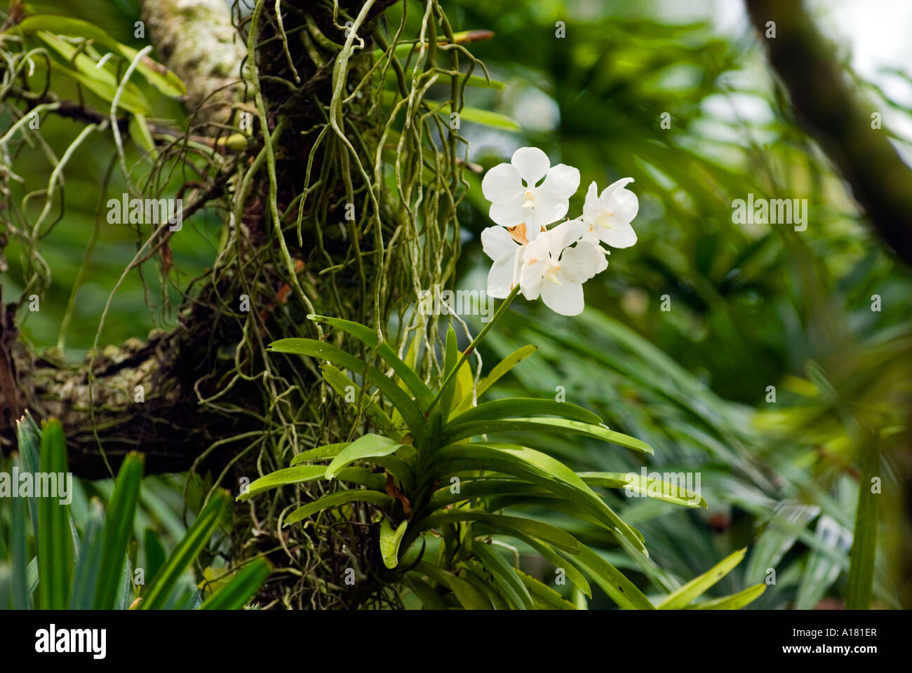 ORCHID plant in natural behaviour habitat attitude white Flower plant blossom bloom blooming ORCHIS tree rainforest rain forest Stock Photo