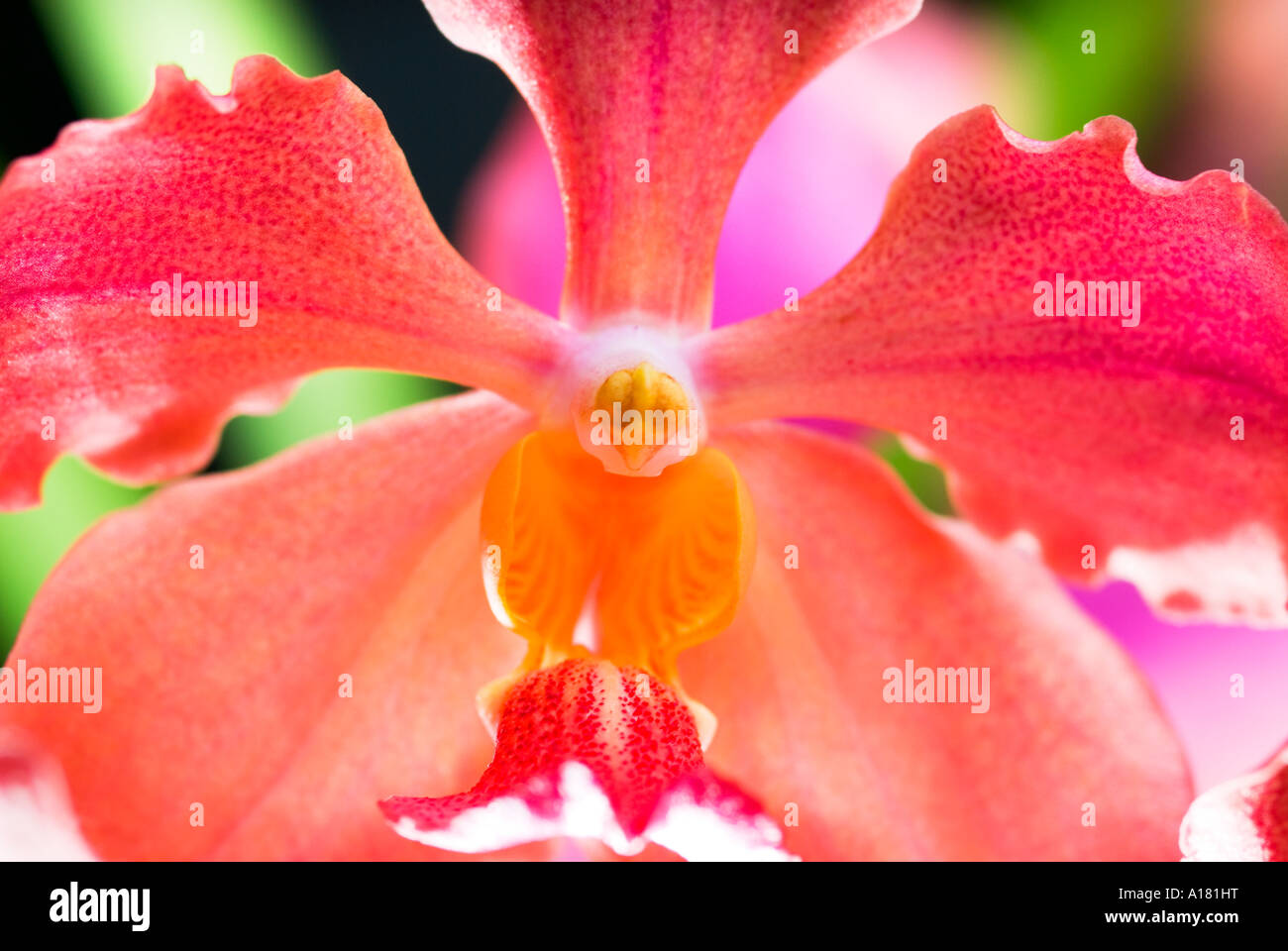 orange red pink  Vanda Orchid ORCHIDS  plants  Cattleya Orchid Orchidgarden  orchid garden red pink yellow green blue Stock Photo