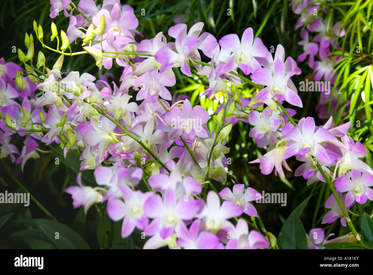 Dendrobium Orchids blossom risp in garden outside SINGAPORE ASIA Stock Photo