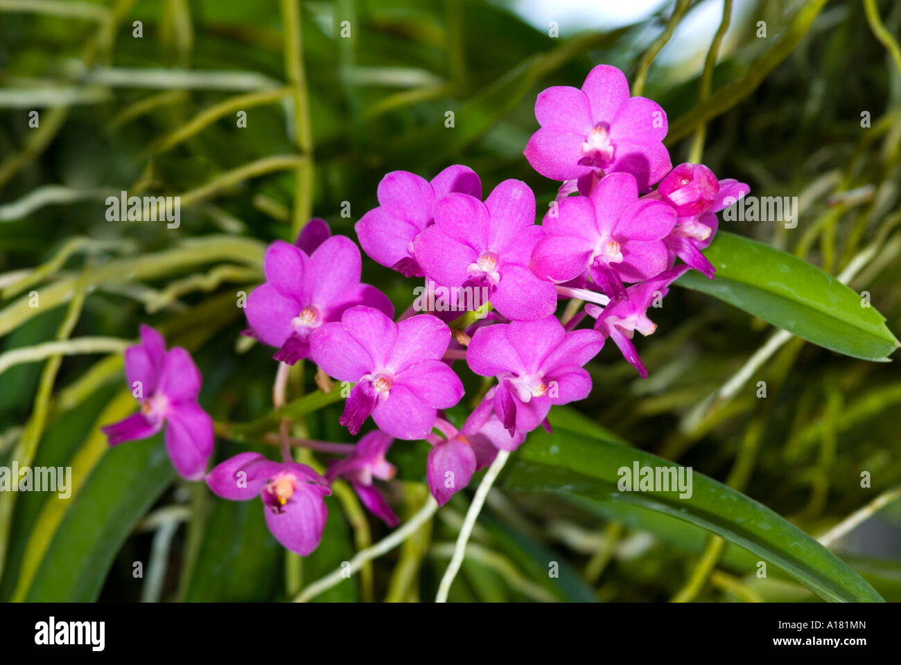 pink lila Dendrobium Orchids blossom risp in garden outside SINGAPORE ASIA Stock Photo