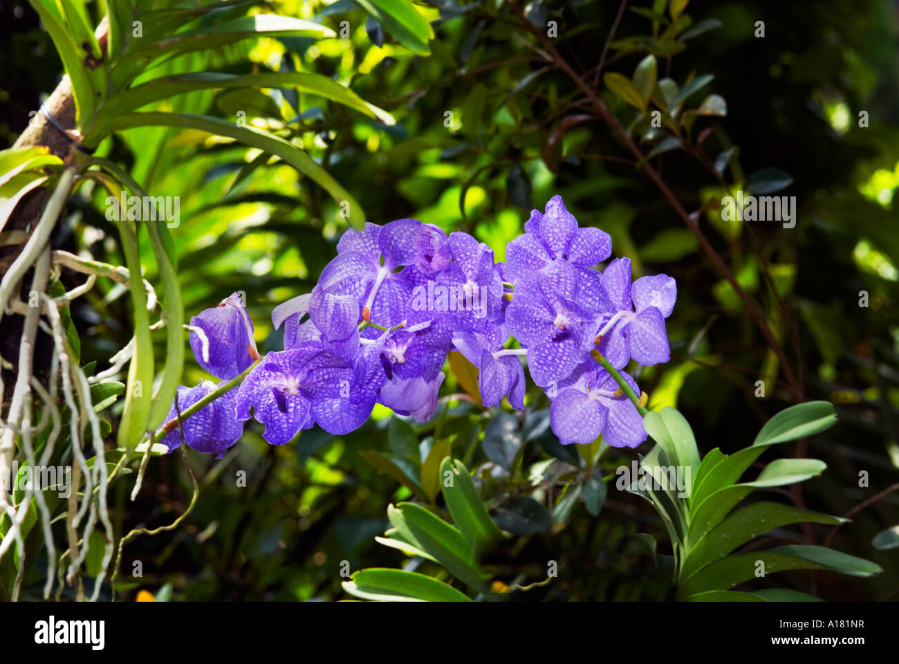 ORCHID plant in natural behaviour habitat attitude white Flower plant blossom bloom blooming ORCHIS tree rainforest rain forest Stock Photo