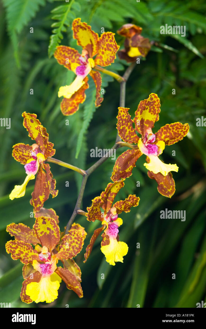 Cypripedium  orchid  Orchids blossom risp in garden outside SINGAPORE ASIA Stock Photo