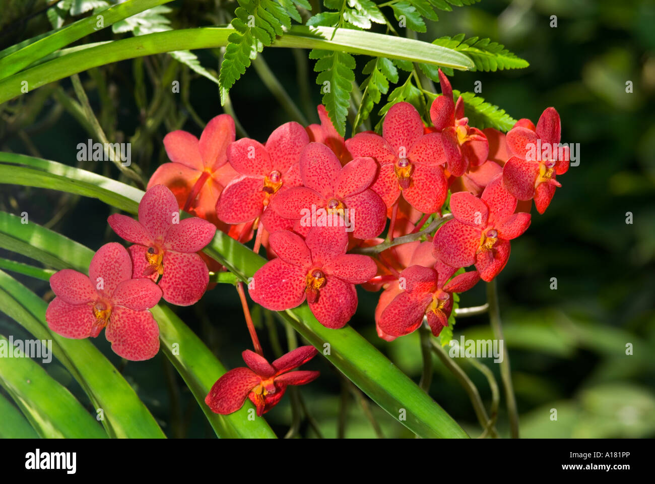 red Dendrobium Orchids blossom risp in garden outside SINGAPORE ASIA Stock Photo