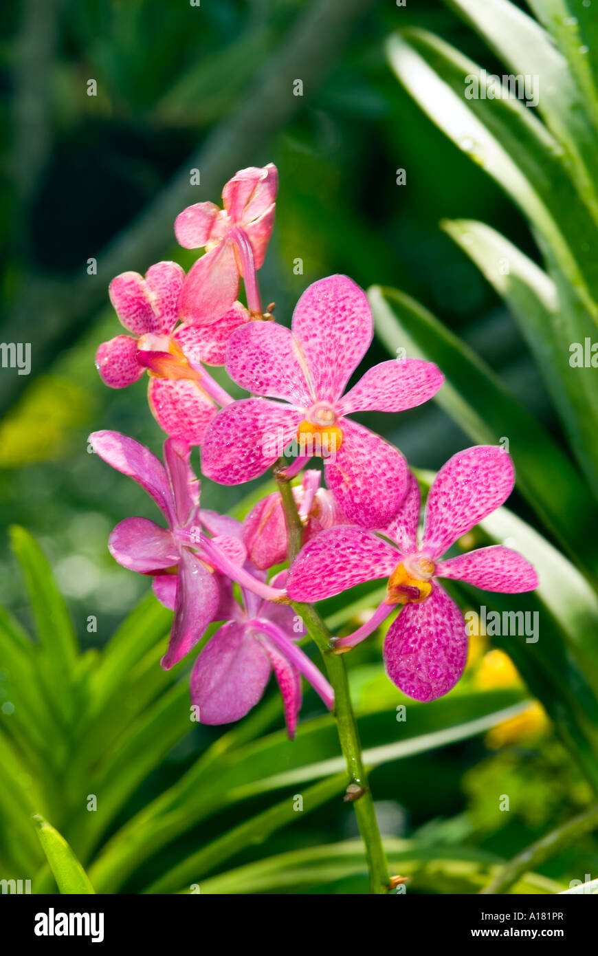 rose red pink Dendrobium Orchids blossom risp in garden outside SINGAPORE ASIA Stock Photo
