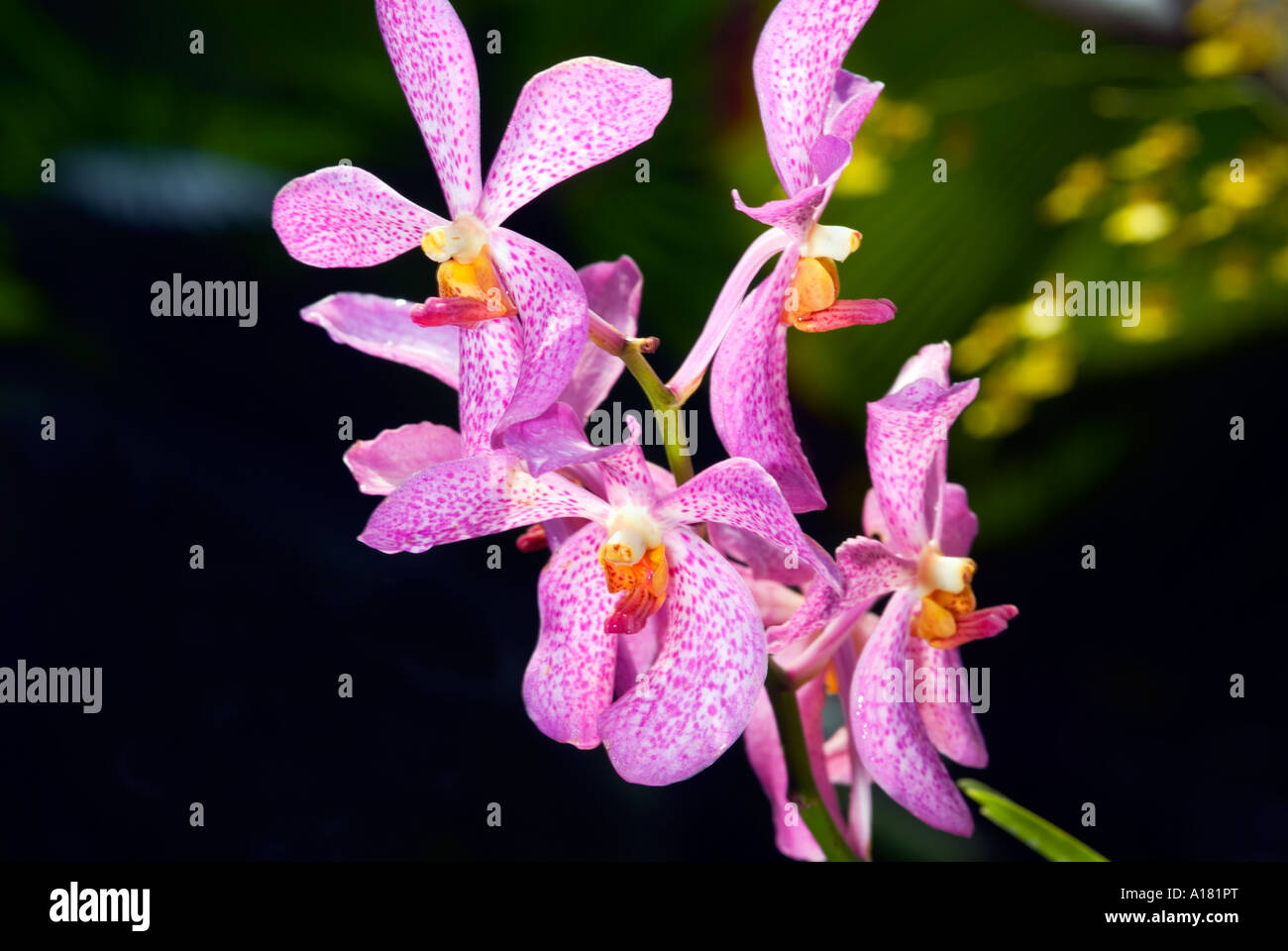 rose lila red white Dendrobium Orchids blossom risp in garden outside SINGAPORE ASIA Stock Photo