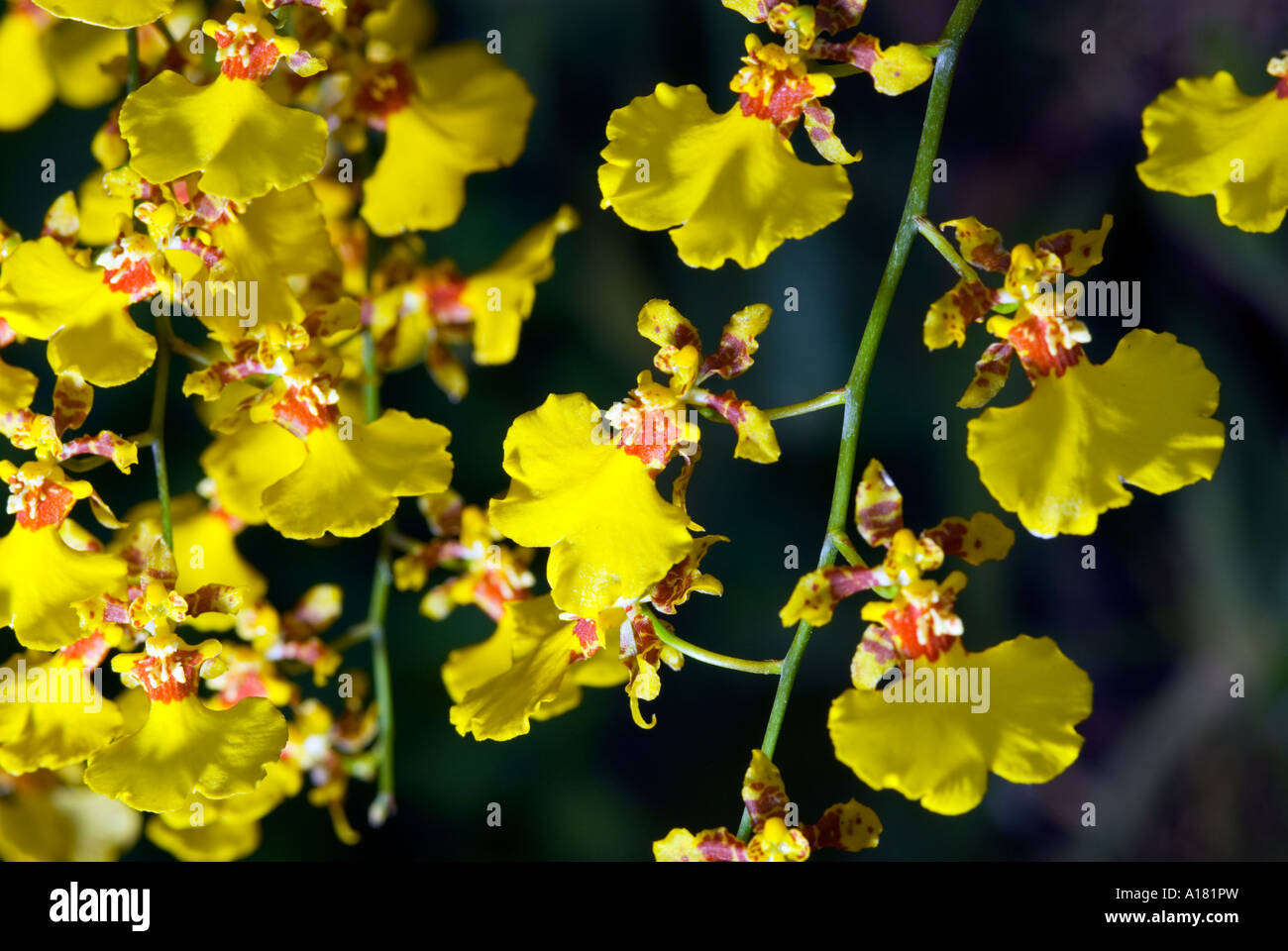 yellow brouwn brouwnly Dendrobium Orchids blossom risp in garden outside SINGAPORE ASIA Stock Photo
