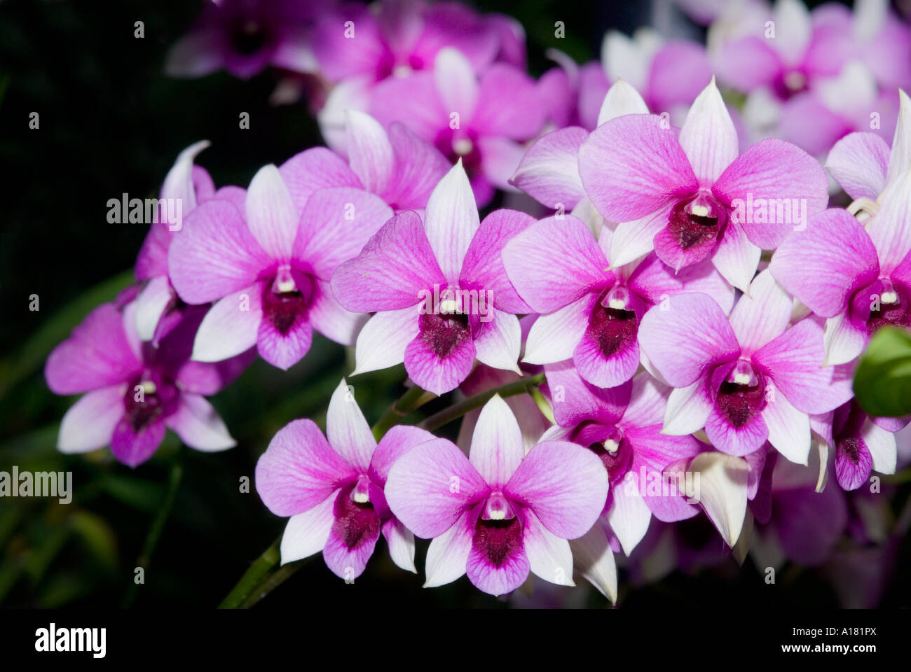 Dendrobium Orchids blossom risp in garden outside SINGAPORE ASIA Stock Photo