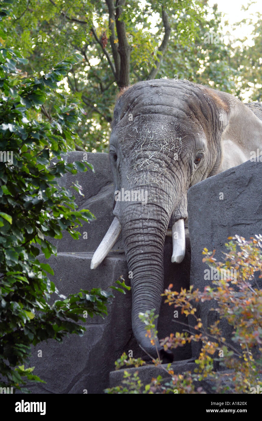 Elephant. Brookfield zoo Stock Photo - Alamy
