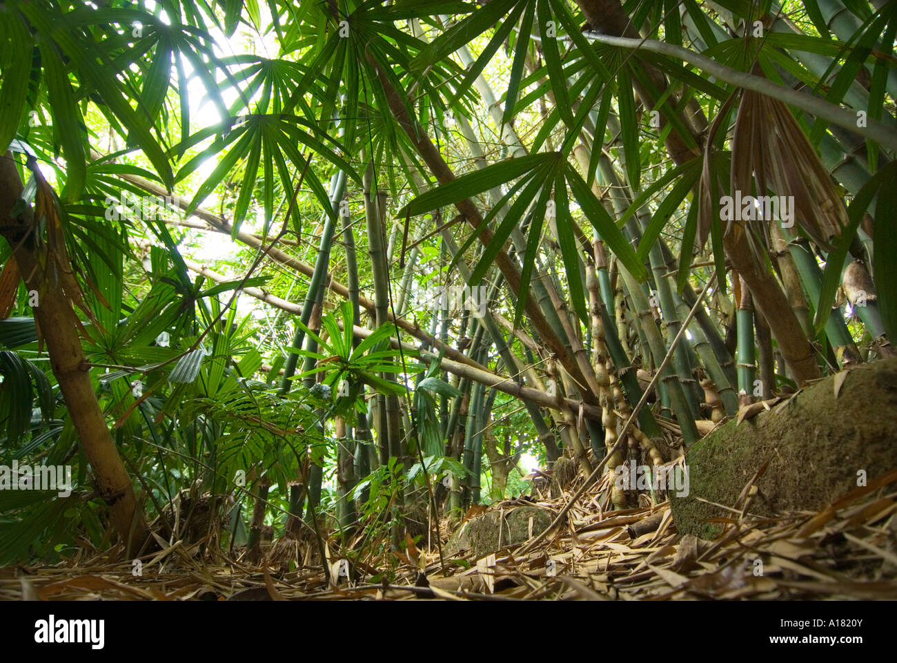roots of a giant bamboo tree plant forest wood rainforest jungle Stock