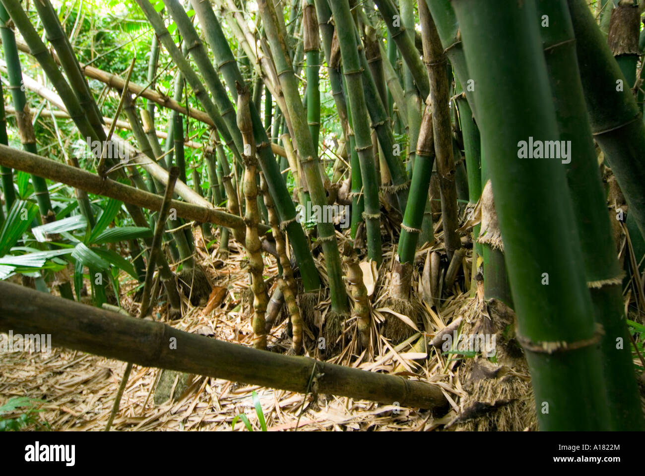 roots of a giant bamboo tree plant forest wood rainforest jungle ASIA