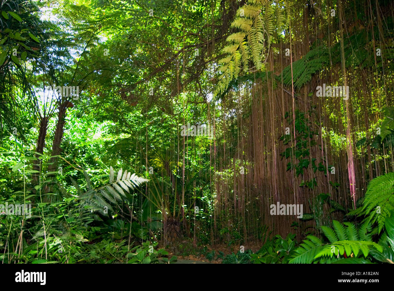 RAINFOREST jungle SINGAPORE  ASIA landscape Stock Photo