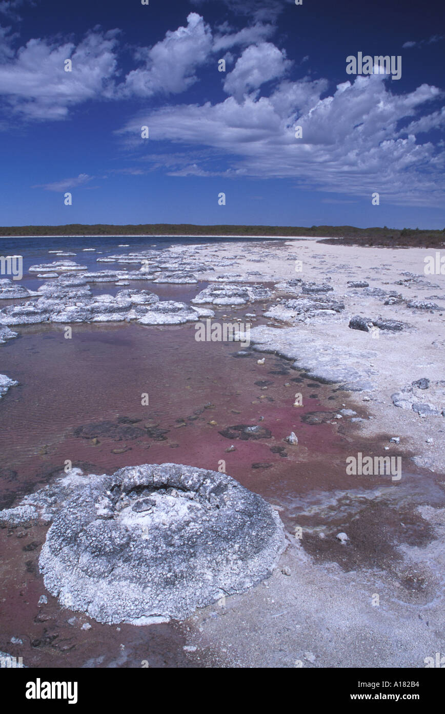 Stromatolites Lake Thetis Western Australia Stock Photo