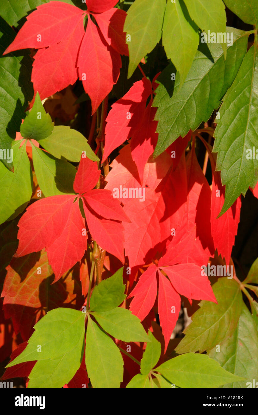 Close-up of Green Red Virginia Creeper Leaves (Parthenocissus quinquefolia murorum) Stock Photo