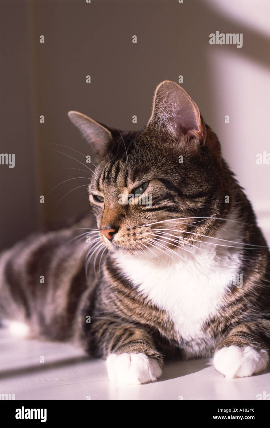 Tortoiseshell tabby cat sitting in the sun Stock Photo Alamy