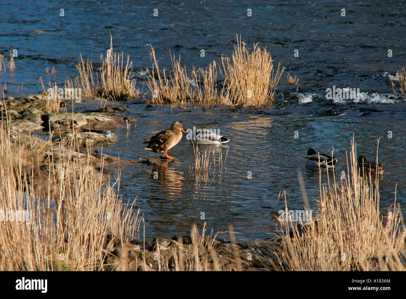 ducks on river teviot, roxburgshire, scottish borders, scotland, uk Stock Photo