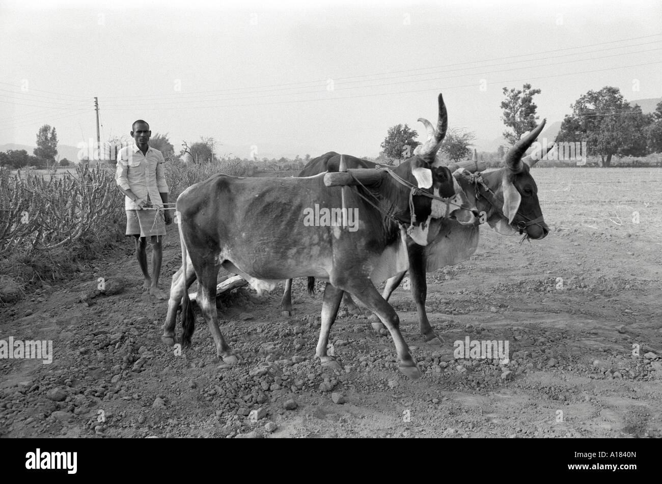 B/W of a farm worker levelling the land in preparation for sowing, using a low-tech, traditional ox-drawn leveller . Gujarat, India Stock Photo