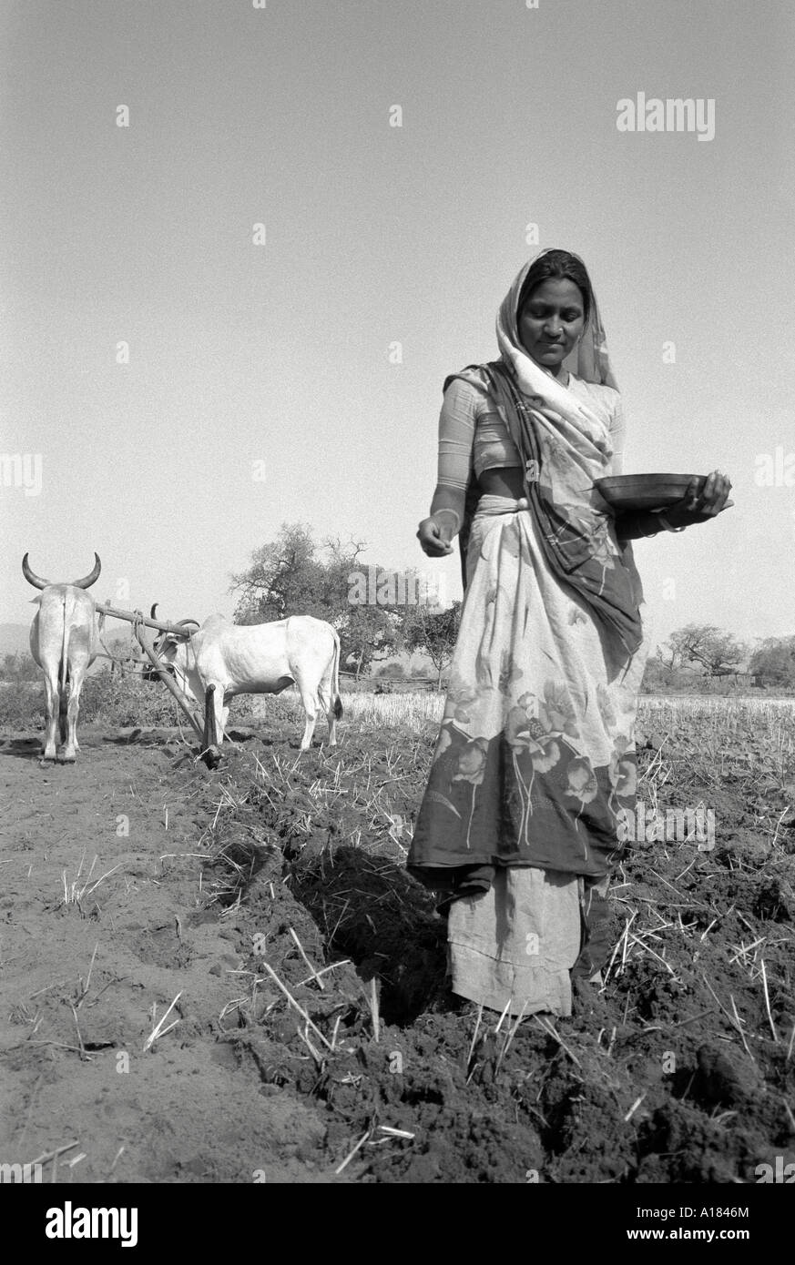 B/W portrait of a female farm worker sowing a cereal crop in a ploughed field with yoked oxen in the distance. Gujarat, India Stock Photo