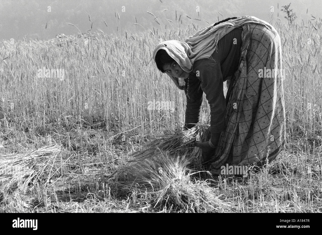 B/W of a Garwhali woman harvesting barley by hand in the foothills of the Himalayas. Uttarkashi, Garhwal Himal, N.India Stock Photo