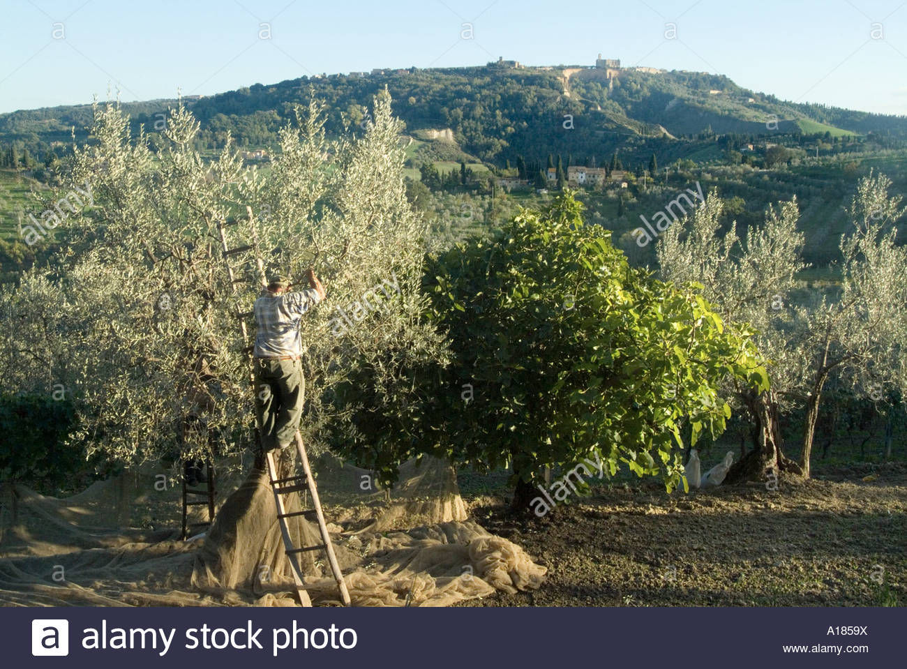 Olive Pickers High Resolution Stock Photography and Images - Alamy