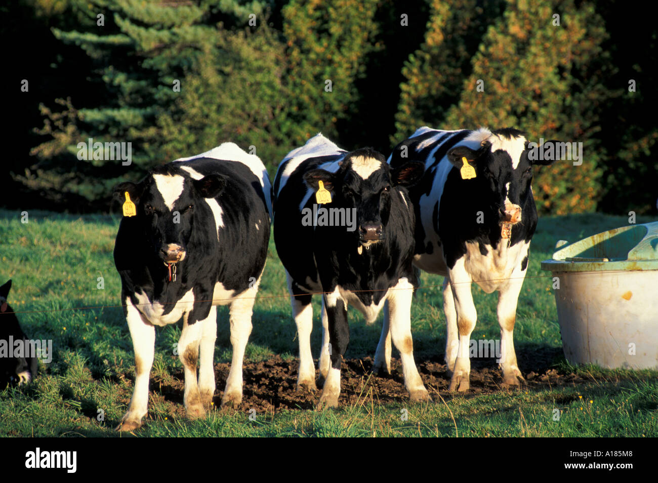 Vermont cows in field hi-res stock photography and images - Alamy