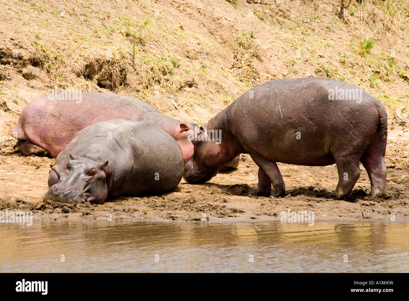 Mara River with hippopotami in sun sunshine Masai Mara Nature Reserve Kenya East Africa Stock Photo