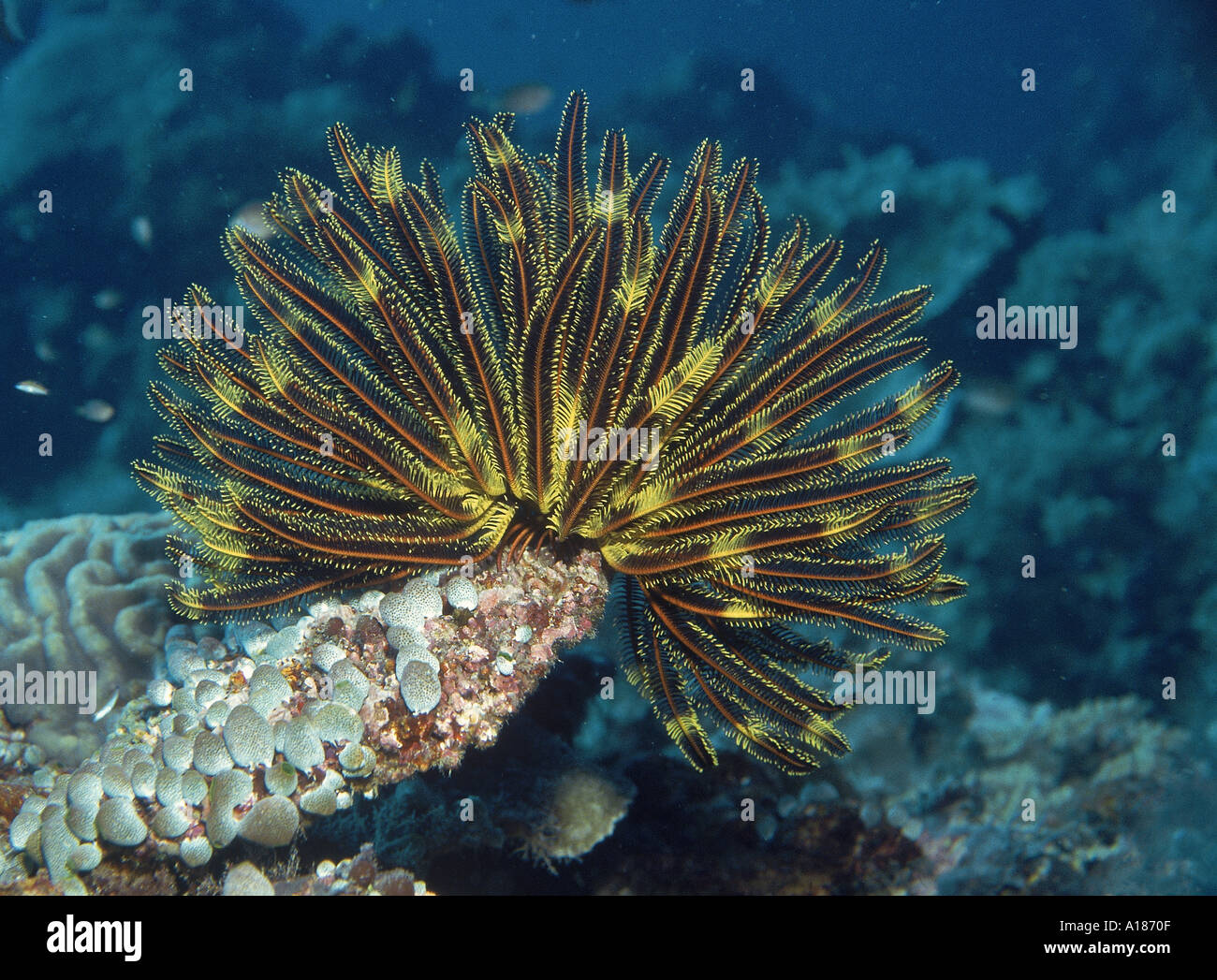 Feather Star opens out in current to catch food and attaches itself to coral Moves using Cirri feet Pulau Sipadan Sabah Borneo Stock Photo