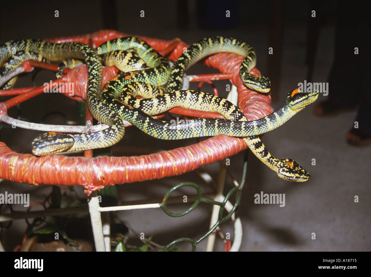 Close up of snakes in the Snake Temple in Penang Malaysia Asia Robert Harding Stock Photo