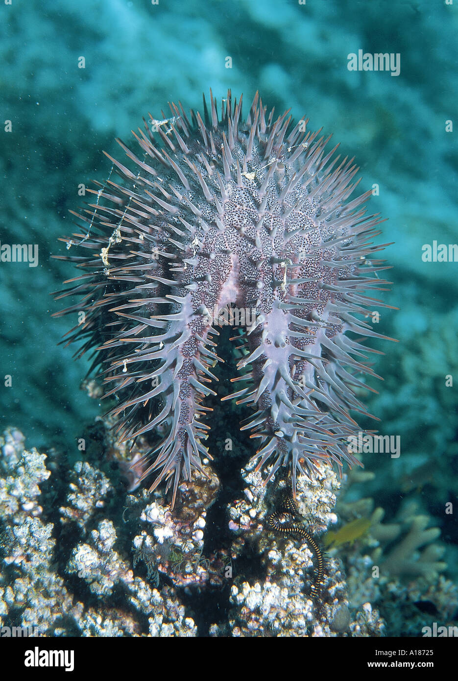 Crown Of Thorns Sea Star devouring coral Classic position used when spawning Panglao Island Doljo Point Philippines F J Jackson Stock Photo