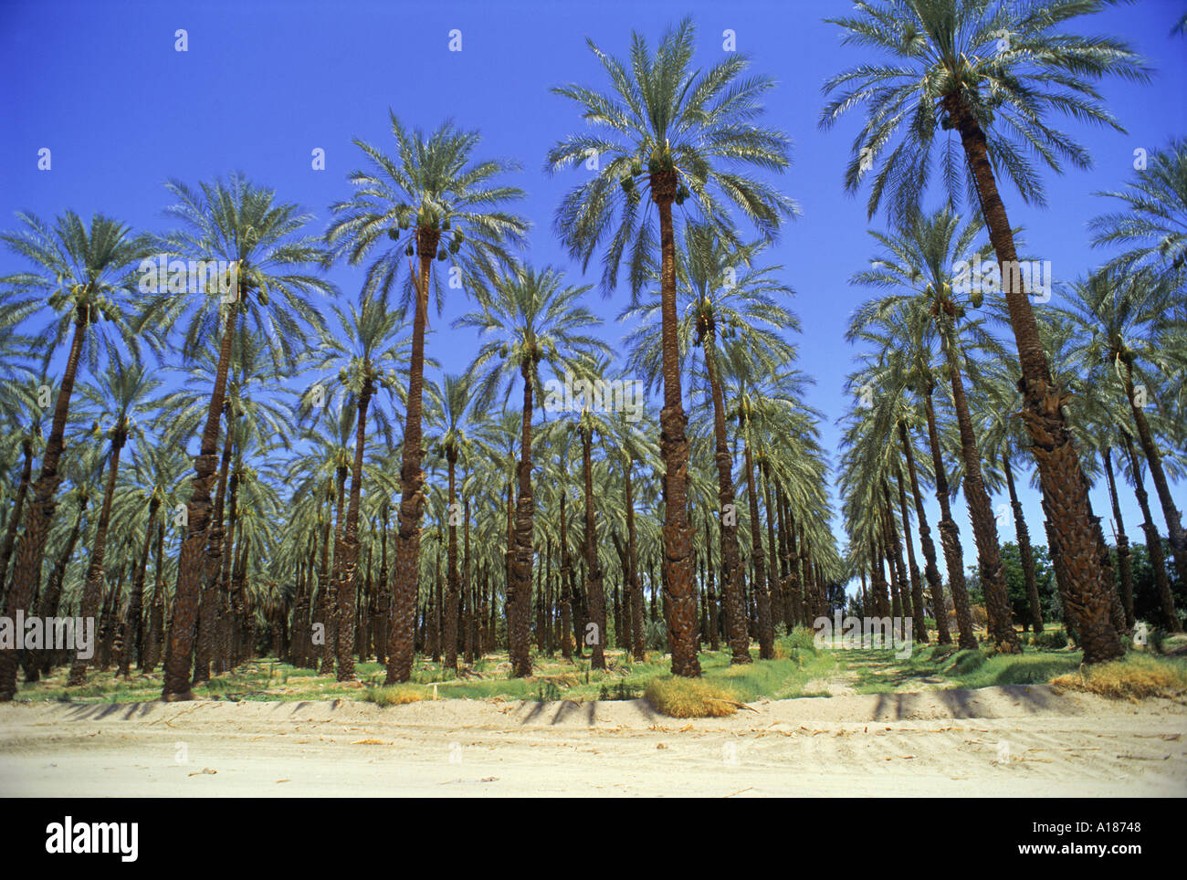 Rows of trees in date palm orchards near Indio California USA R Harding