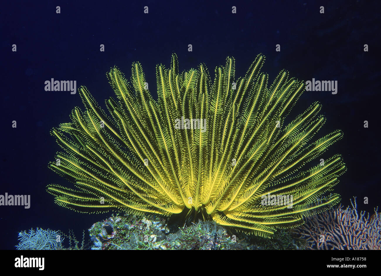 Featherstar feeding on Plankton passing in current filtered out with Pinnate arms Calusa Island Sulu Sea Philippines F J Jackson Stock Photo