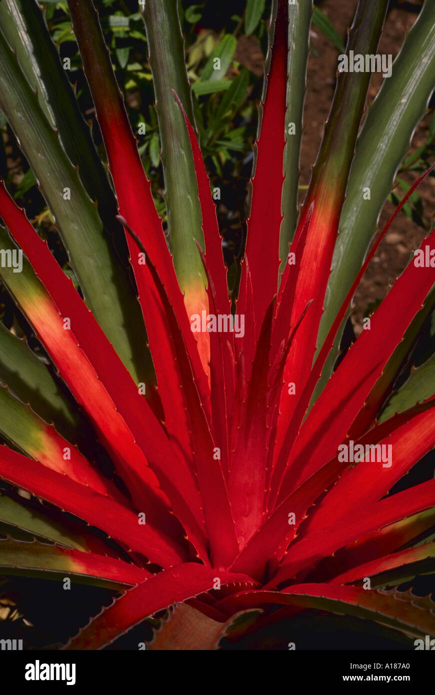 Close up of a red and green Aloe Vera plant in South Africa Stock Photo