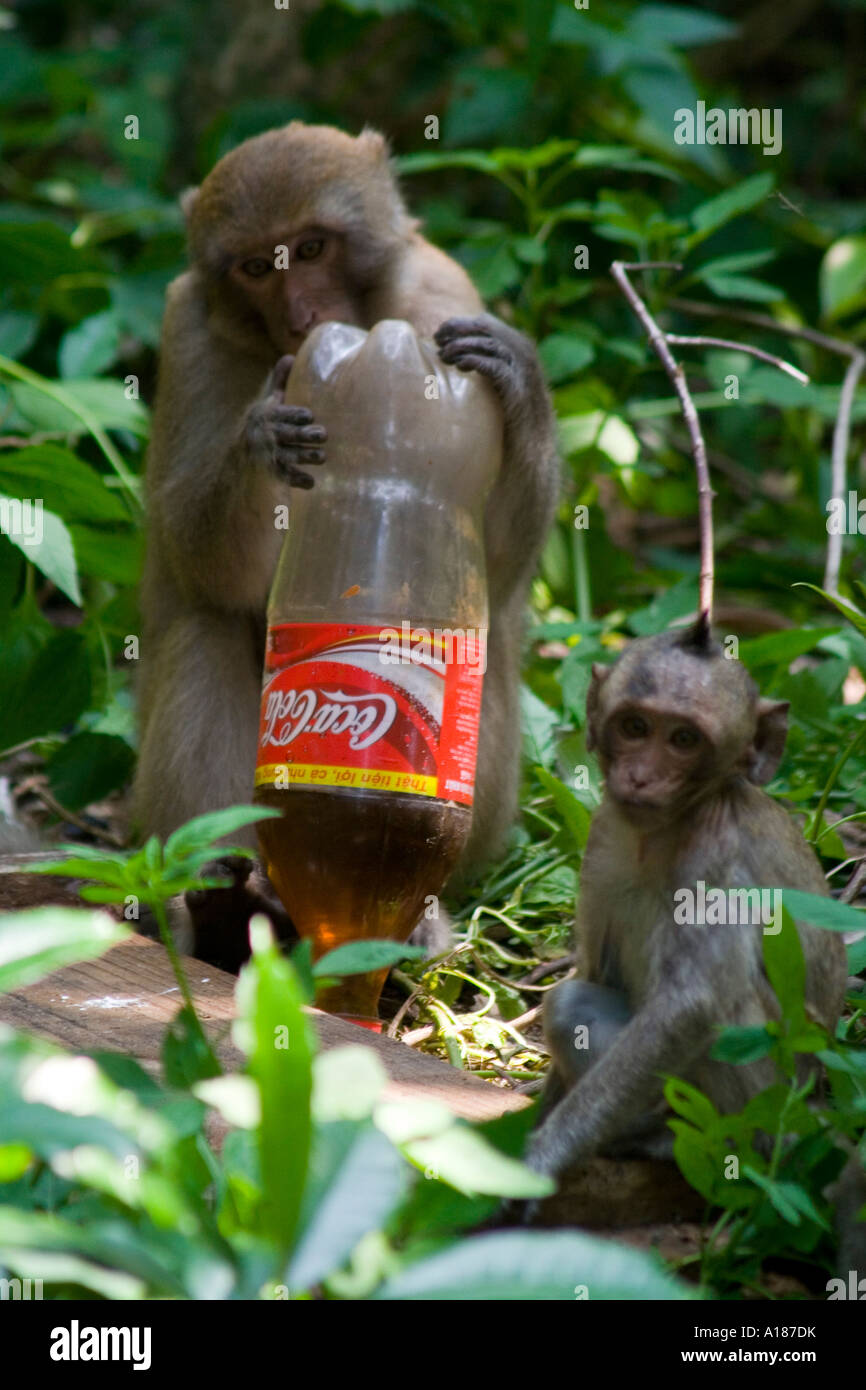 Red Faced Long Tailed Macaque Monkey trying to get into a Plastic Bottle of Coca Cola Monkey Island Halong Bay Vietnam Stock Photo