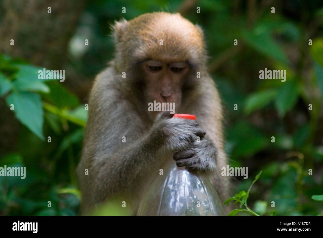 Red Faced Long Tailed Macaque Monkey trying to get into a Plastic Bottle of Coca Cola Monkey  Island Halong Bay Vietnam Stock Photo