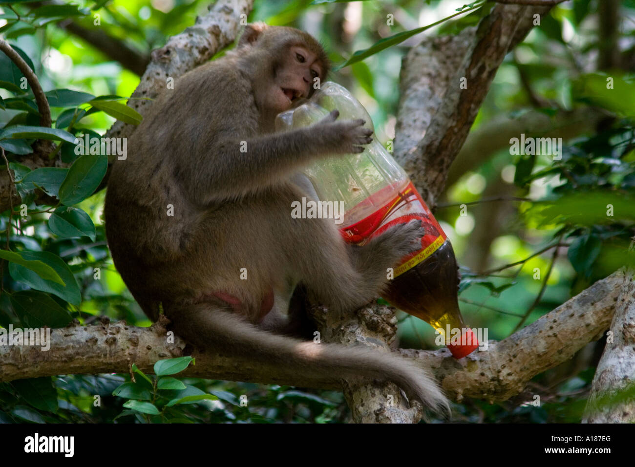 2007 Red Faced Long Tailed Macaque Monkey trying to get into a Plastic Bottle of Coca Cola Monkey Island Halong Bay Vietnam Stock Photo