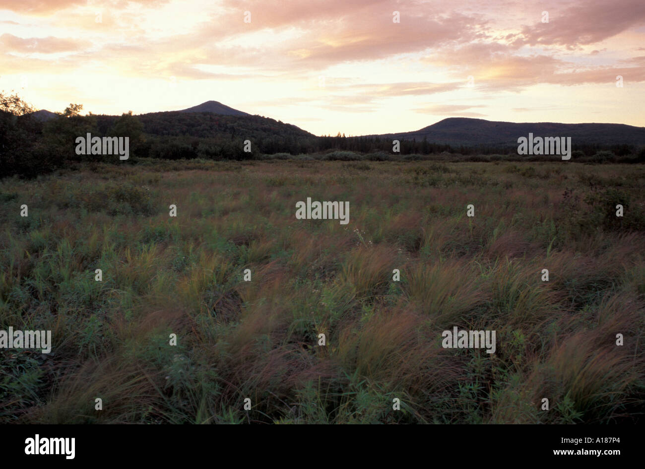 Victory Bog VT After sunset Wetland Victory Basin Wildlife Management