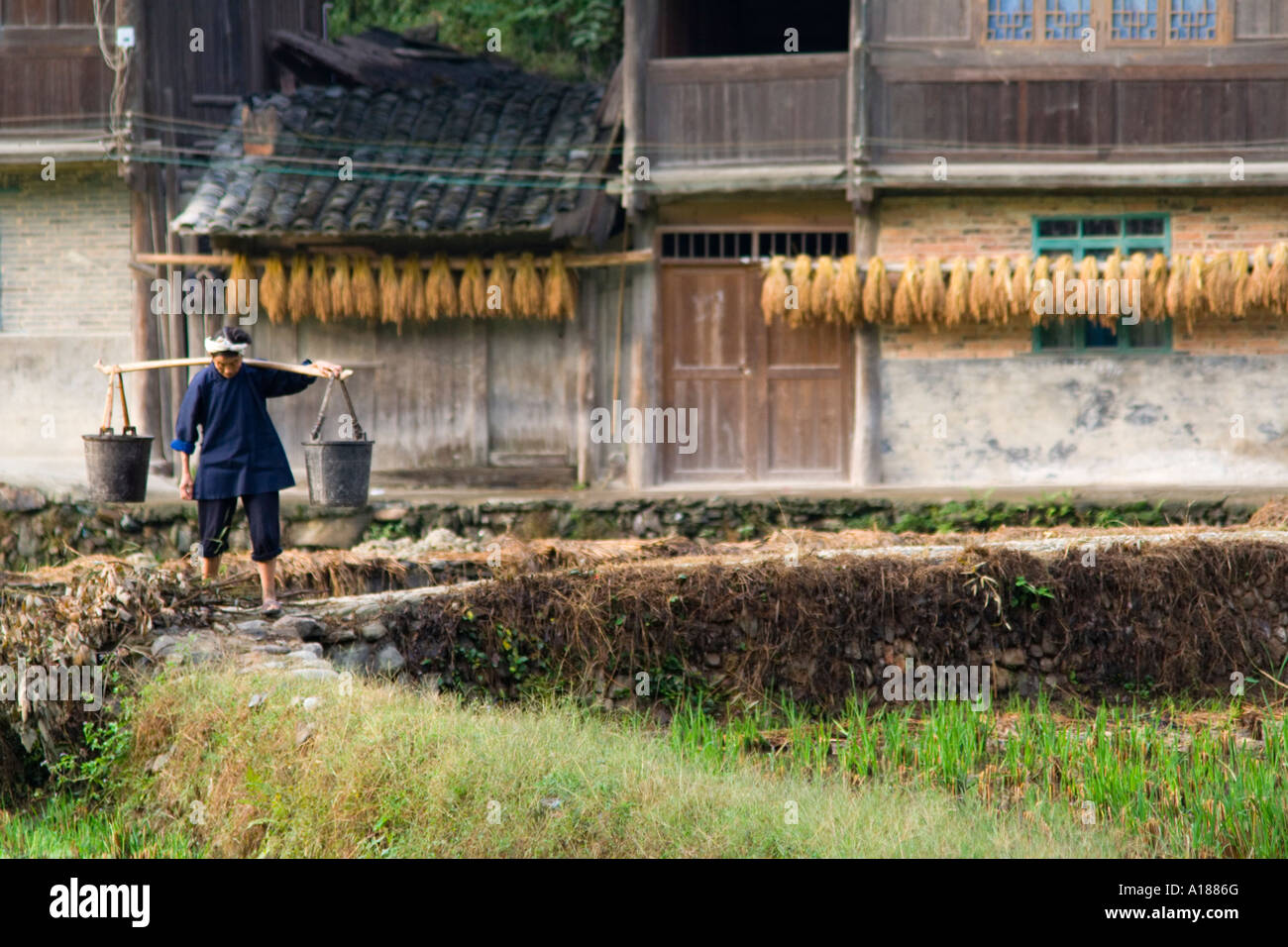 Farm Scene Woman Carrying Buckets Dong Ethnic Minority Town of Zhaoxing China Stock Photo