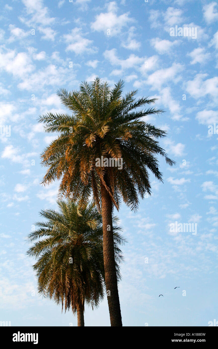 Date palms and fluffy clouds against blue sky Stock Photo