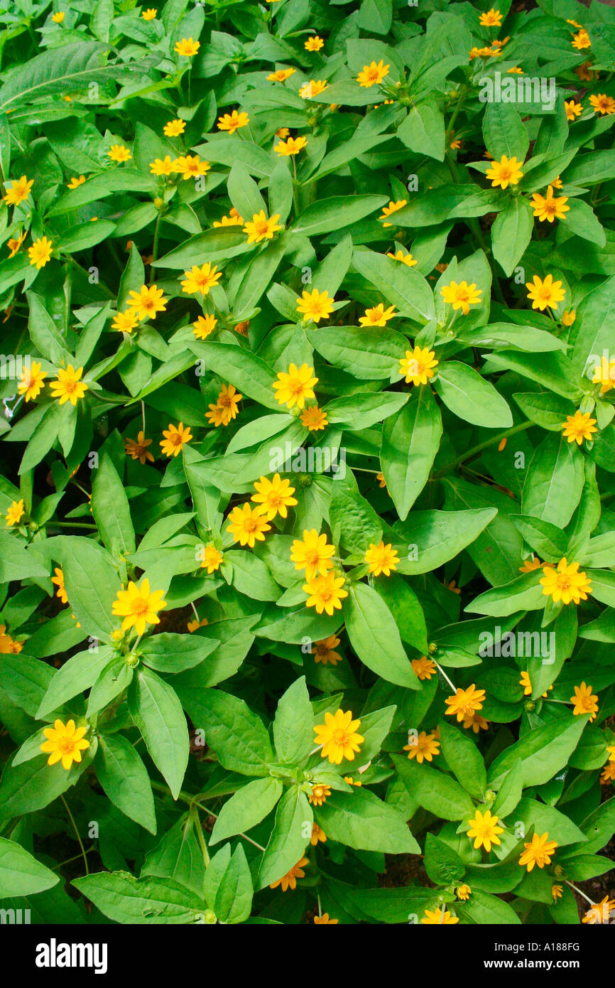 Popular tropical garden plant with small yellow flowers in summer Stock Photo