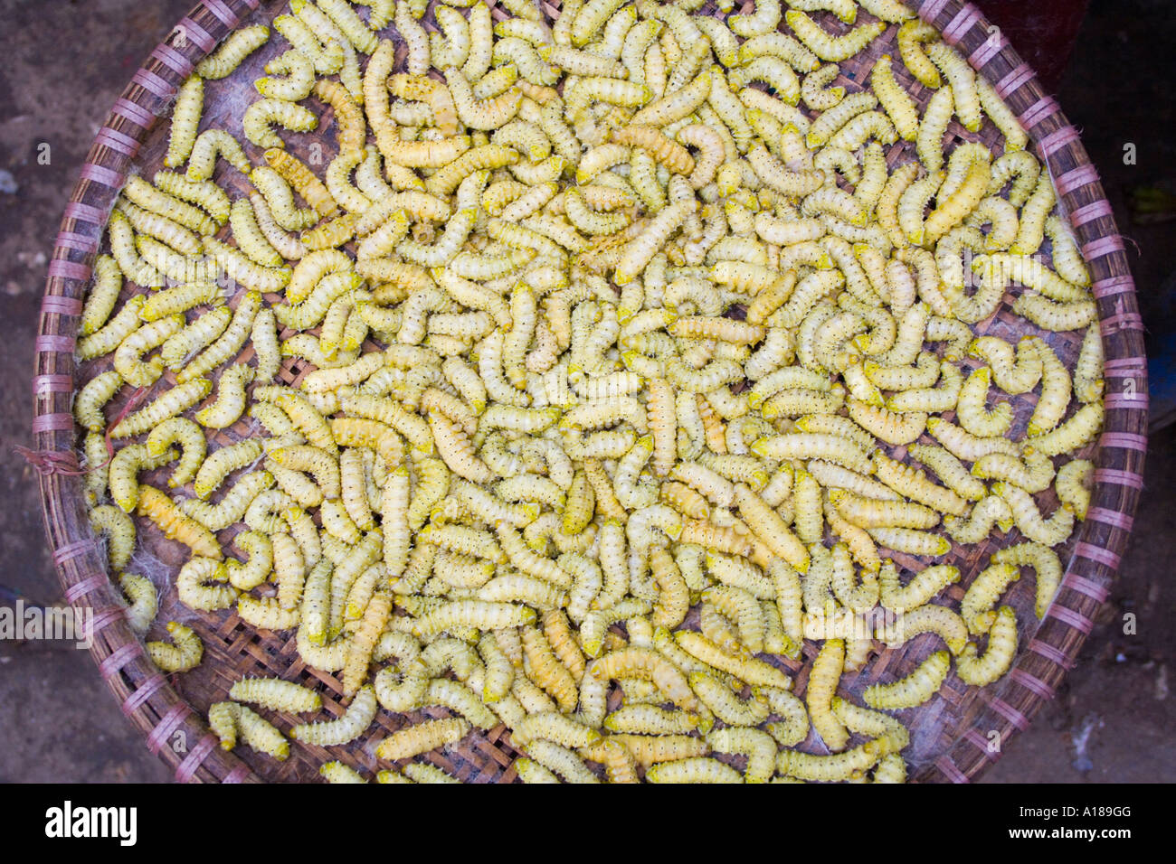 2007 Caterpillars for Sale Bac Ha Market Vietnam Stock Photo