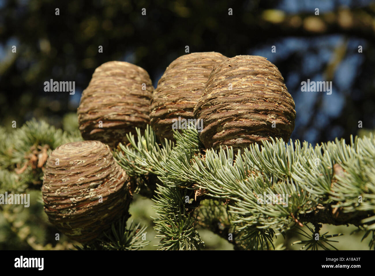Cedar of Lebanon cones Stock Photo