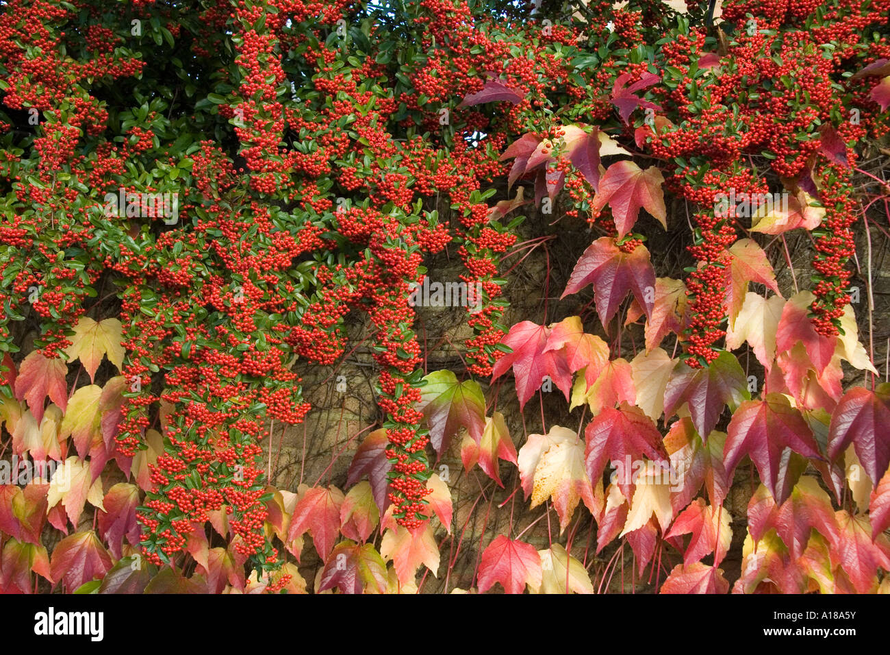 Virginia creeper berries hires stock photography and images Alamy