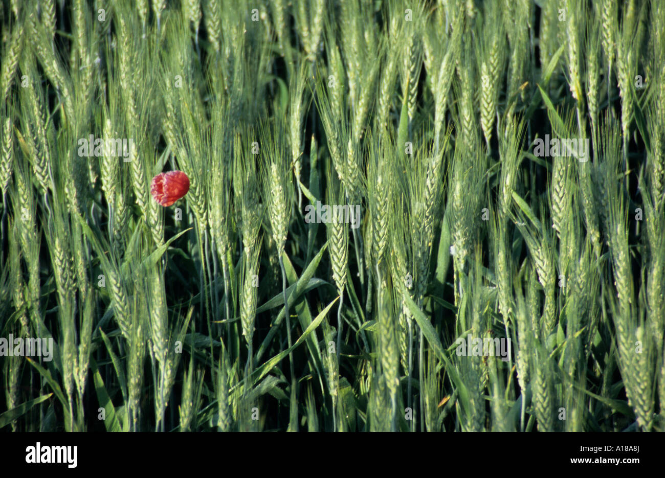 Poppy with folded petals alone in field of barley near Panicale, Umbria, Italy Stock Photo