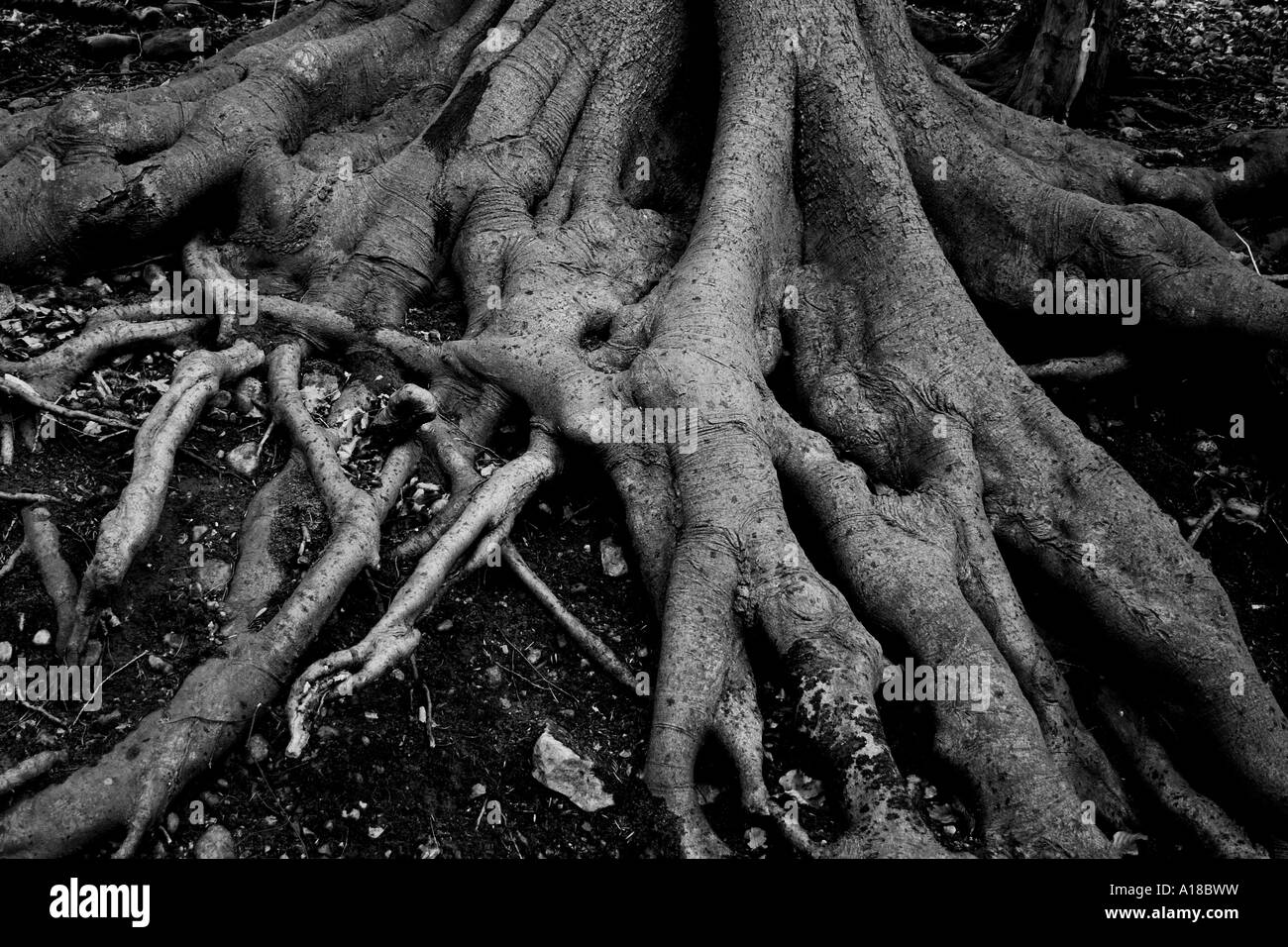 Old tree baring roots Stock Photo - Alamy