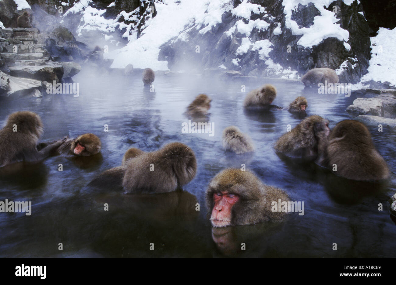 Snow monkeys bathing in hot springs Jigokudani National Park Japan