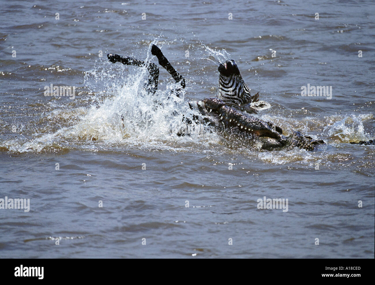 Crocodile attacking zebra Mara River Kenya Stock Photo