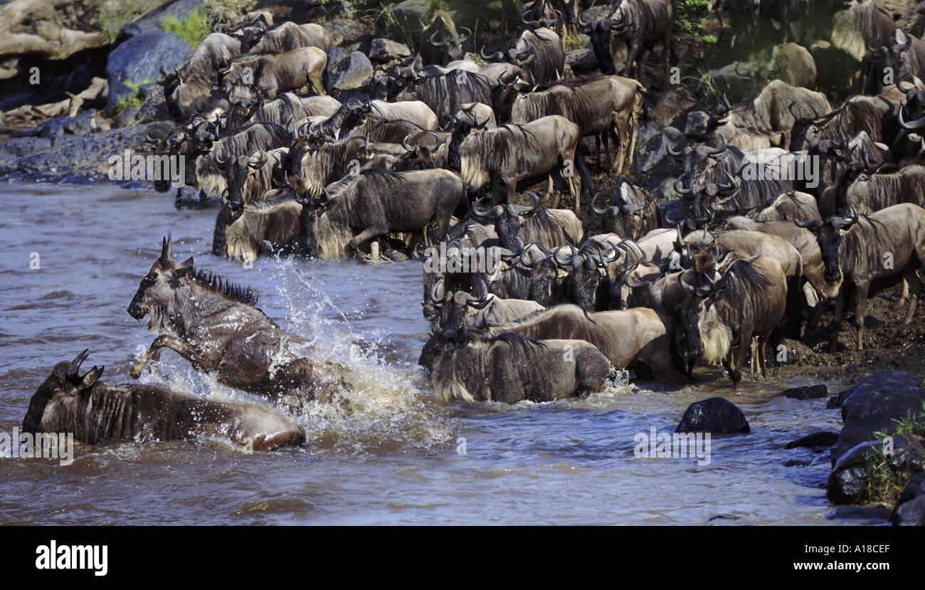 Wildebeest crossing Mara River during migration Kenya Stock Photo