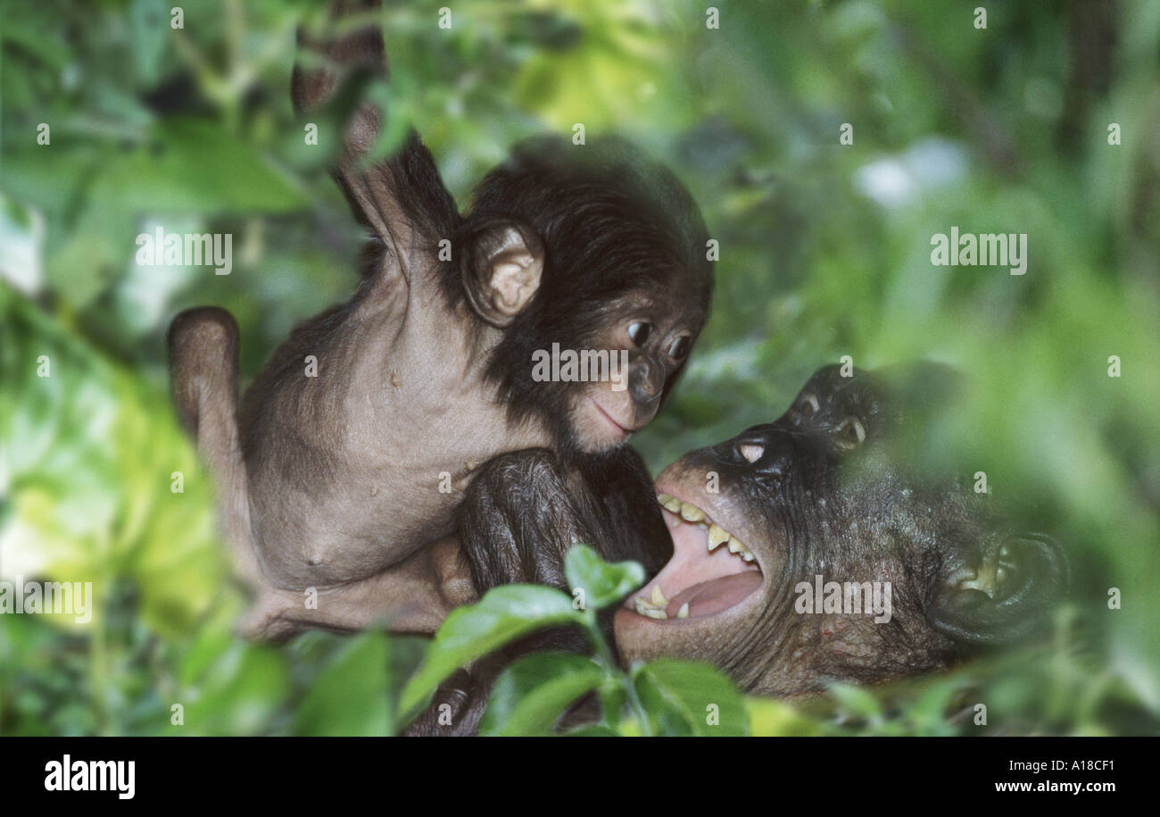 Bonobo and young Stock Photo